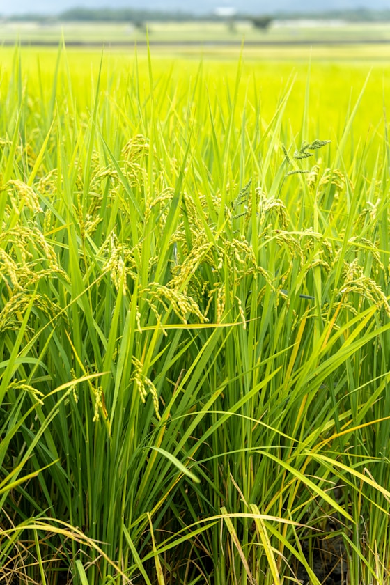 Paddy Field Harvesting