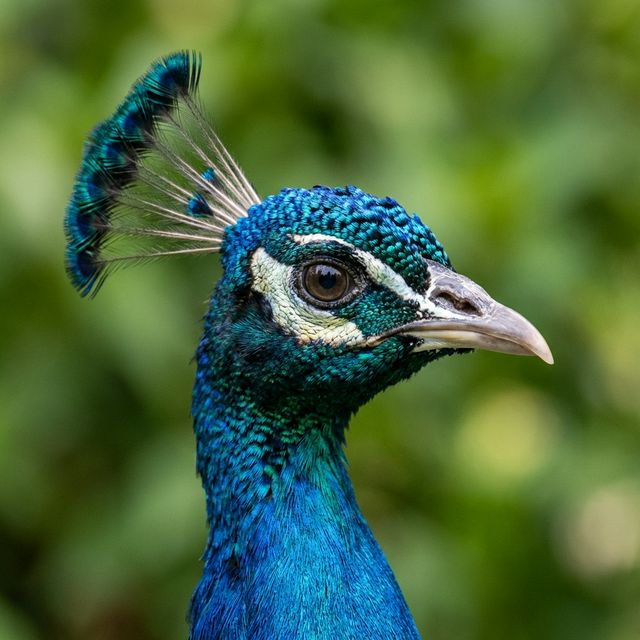 Peacock portrait